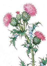 Pin On Scottish Thistle