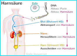 Harnsaure Weg Im Organismus Mensch Medizin Blut Blutwerte Medizin Bilder Anatomie Korper Medizin