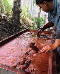 Image result for Ceriops