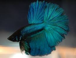 Stressed Betta Fish Guide Symptoms Causes Treatments Betta Care Fish Guide