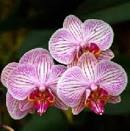 See more ideas about amazon rainforest, rainforest, rainforest plants. The Coolest Plants In The Amazon Rainforest Rainforest Cruises