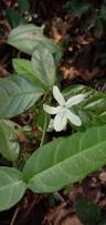 Image result for Pseuderanthemum ludovicianum