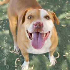 Pet adoptions are processed on a first come basis. Pet Adoptions Other Services Maricopa County Az