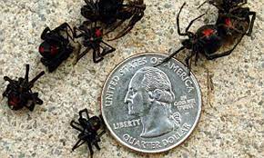 The black widow spider is considered the most venomous spider in north america. Hot Steamy Summer In The U S Leads To A Boom In Infestation Of Black Widow Spiders Daily Mail Online