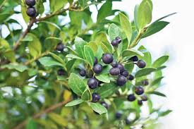 Buy deciduous shrubs, bushes&hedges and get the best deals at the lowest prices on ebay! 13 Best Shrubs For Making Hedges