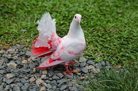 The Ultimate Guide To Doves And Pigeons As Pets Pet Pigeon Pigeon Fantail Pigeon