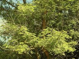 Image result for Acacia burkei