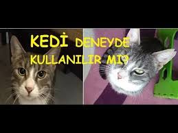 Kedinin Goz Bebekleri Ile Isik Iliskisi Youtube