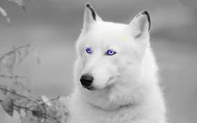 Wayfair.com has been visited by 1m+ users in the past month 33 Best White Wolves With Bright Blue Eyes Ideas White Wolf Beautiful Wolves Wolf With Blue Eyes