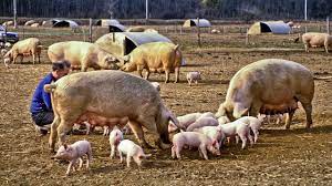 This is elevage de cochons bio en plein air by sylvain meneaud on vimeo, the home for high quality videos and the people who love them. Agriculture Quand Les Virus Menacent Les Elevages En Plein Air Les Echos