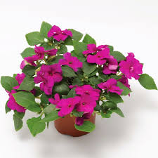 Image result for Impatiens purpureoviolacea