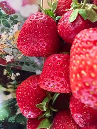 Die Kostlichsten Erdebeeren Selbst Anbauen Von Der Ananas Bis Zur Mieze Schindler Beeren Erdbeeren Ananas