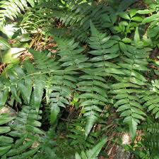 Image result for Antrophyum mannianum