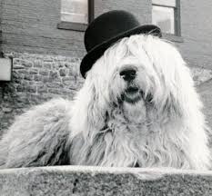Black And White Old English Sheepdog Puppy Humphrey The Old English Sheepdog Looking Ever So English In His Bowler Rip Sweet Boy Old English Sheepdog Old English Sheepdog Puppy English Sheepdog
