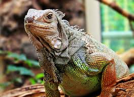Immagini Belle : natura, zoo, tropicale, iguana, fauna, lucertola,  avvicinamento, capo, vertebrato, creatura, Drago, esotico, mondo animale,  tropici, squamoso, fotografia naturalistica, iguania, Agamidae, agama,  schuppenkriechtier, rettile scala ...