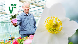 Abhängig von der witterung beginnt die blütezeit im dezember und. Bluhen Christrosen Auch Im Sommer Blutezeit Von Helleborus Volkers Gartenwissen Youtube