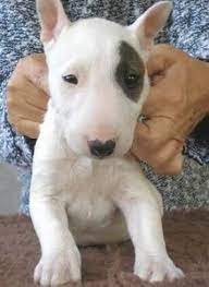 Miniature Bull Terrier Puppies Ca Bull Terrier Puppy For Sale In Szeged Miniature Bull Terrier Miniature Bull Terrier Puppies Bull Terrier Puppy