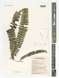 Image result for Arthropteris palisotii