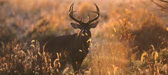 Kansas residents not applying for big game permits as a landowner or tenant. Applications For Coveted Kansas Nonresident Deer Permits Accepted Through April 26 3 29 19 Nr Deer 2019 Weekly News News Archive News Kdwp Info Kdwp Kdwp
