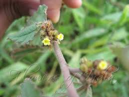 Image result for Waltheria indica