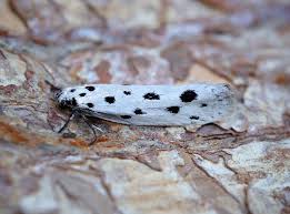 Image result for Exoteleia dodecella