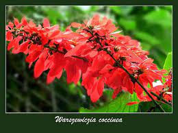 National Flower Pride Of Trinidad And Tobago Aka Wild Poinsettia Trinidad Independence Trinidad Plants