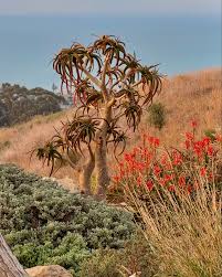 Image result for Aloe ballii