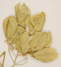 Image result for Cardiospermum grandiflorum