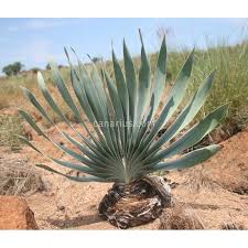 Image result for Boophone disticha