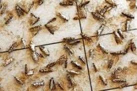 Motten In Der Kuche Lebensmittelmotten Bekampfen So Geht S