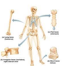 Function And Classification Of Bones Anatomy Bones Human Body Anatomy Bones