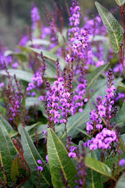Image result for Hardenbergia