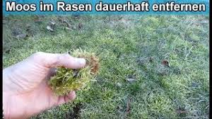Nicht nur optisch stört moos den rasen, es entzieht dem boden auch wichtige nährstoffe und feuchtigkeit. Moos Im Rasen Dauerhaft Loswerden Rasenfilz Und Moos Im Rasen Bekampfen Entfernen Anleitung Youtube