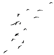 Birds Flying In The Sky Png Birds Two Png Stock By Selunia On Deviantart We Heart It Birds Bird Png