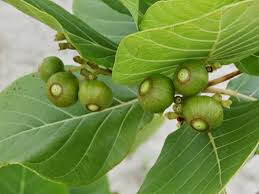 Image result for Baphia speciosa