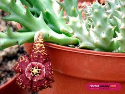 Image result for Orbea paradoxa