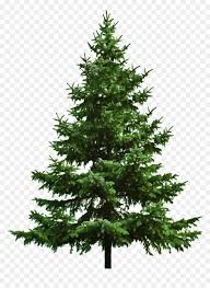bare christmas tree pine tree transparent background hd png download vhv bare christmas tree pine tree
