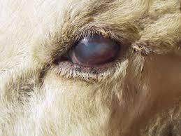 Koyun Ve Kecilerde Pembe Goz Pink Eye Koyunlar 2020 Keciler Pembe Veterinerler