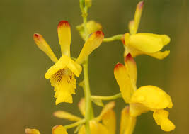 Image result for Eulophia angolensis