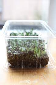Generally, sunflower seeds are started directly in the garden. How To Grow Healthy Sunflower Microgreens In 2 Weeks Garden Therapy