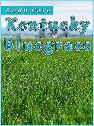Texas bluegrass hybrids for lawn and sports turf applications in colorado. Kentucky Bluegrass Lawn Care
