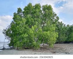 Image result for Sonneratia