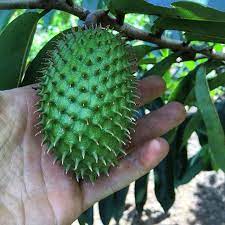 It is in the same genus, annona, as cherimoya and is in the annonaceae family. Health Benefits Of The Soursop Fruit And Leaves Permatree Latam