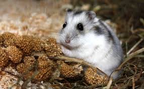 Les Abajoues Du Hamster A Quoi Servent Elles