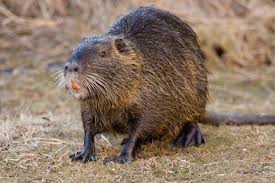 Maybe you would like to learn more about one of these? Foto La Nutria Immagini La Nutria Da Scaricare Foto Stock Depositphotos