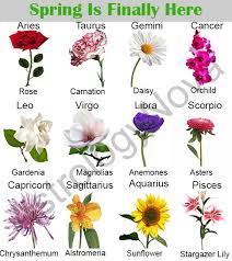 We did not find results for: Astrologynova On Twitter Flowers Are Starting To Appear What Would You Be Astrology Signs Zodaic Flowers