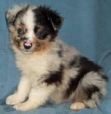 Cassie is very loving and loyal, she is intelligent eager to learn. Pin By Misty Hoskins On Wish List 3 Puppies Australian Shepherd Puppies Cute Puppies