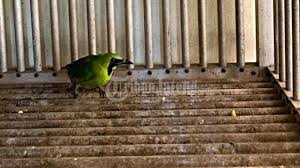 Dalam lomba burung, cucak ijo juga merupakan burung favorit. Petugas Sita Burung Cucak Hijau Kalimantan Dari Penumpang Kapal Di Pelabuhan Tanjung Emas Semarang Tribun Jateng