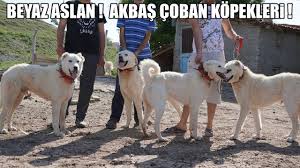 Beyaz Aslanlar Akbas Coban Kopekleri Ozellikleri Ve Karakteri Nelerdir Akbas Kangal Malakli Youtube