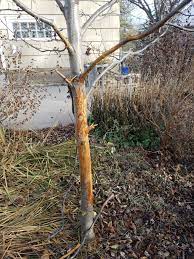 Bucks also rub against trees to mark territory and attract females. Tree Damage From Deer 435607 Ask Extension